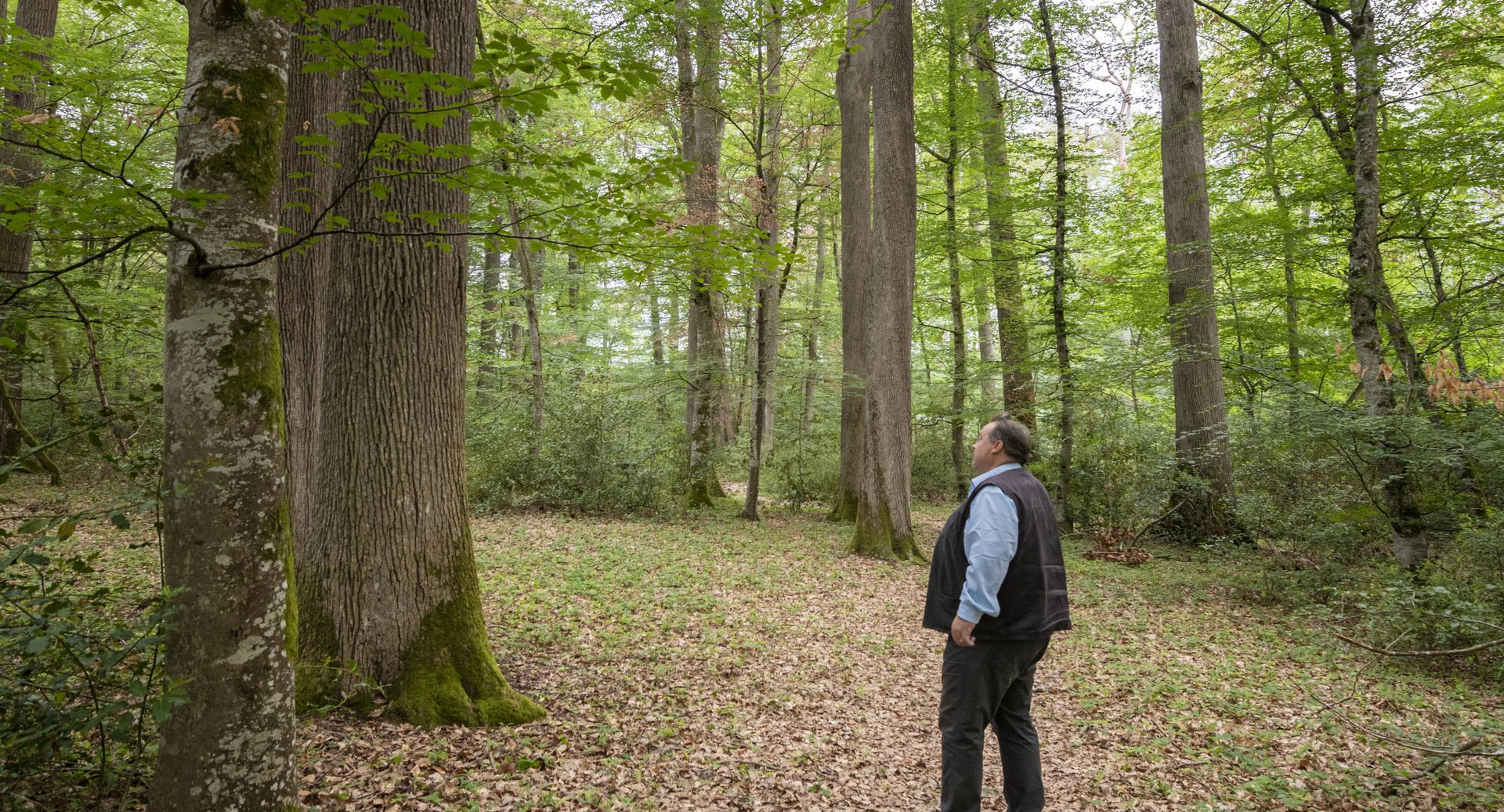 Unser Massivholz Einkäufer Jakob Röthlisberger im Wald